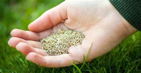 Common Weeds to Look Out for When Growing Spell Grass Seed